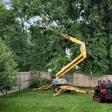 Tree and Shrub Care in Clayton, NM