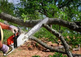 Best Tree Preservation Services  in Clayton, NM