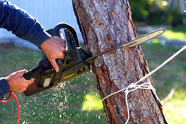 Best Fruit Tree Pruning  in Clayton, NM