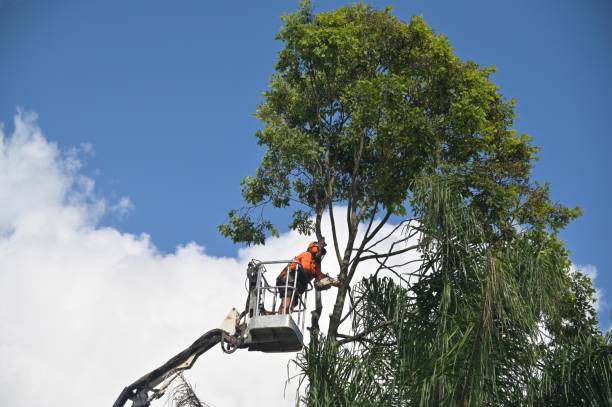 Best Palm Tree Trimming  in Clayton, NM