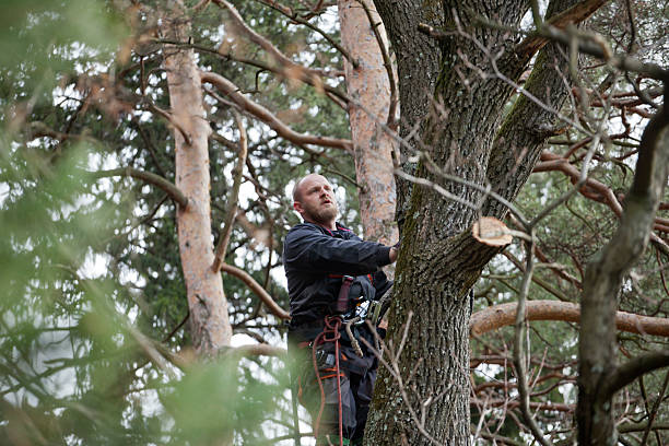 Best Tree Trimming and Pruning  in Clayton, NM